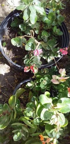 Un poco de mi jardin en casa.