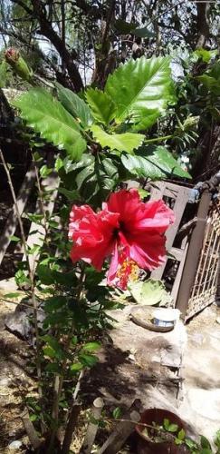 Un poco de mi jardin en casa.