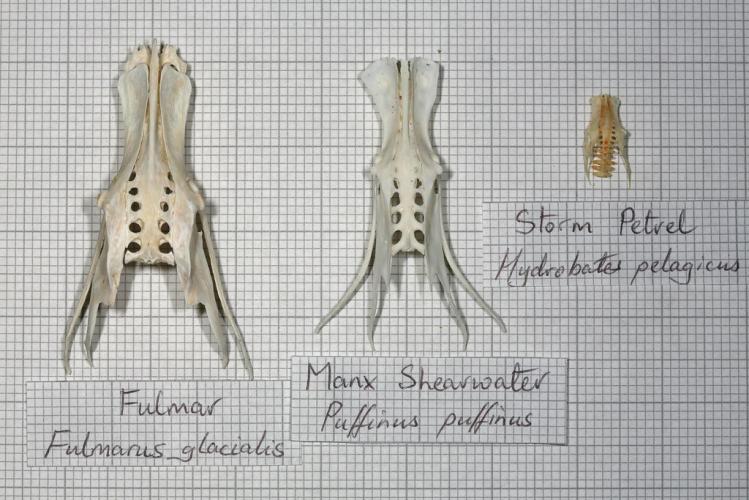 It is absolutely weird and unusual to find skulls in a short period of time.the last picture seems like pelvis,not sure...
check this out....<br>