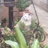 My mischievous kitten.