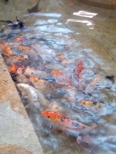 Lindos peces de colores