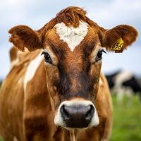 Fred &amp; Richie's Farm