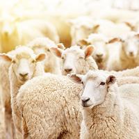 Fred &amp; Richie's Farm