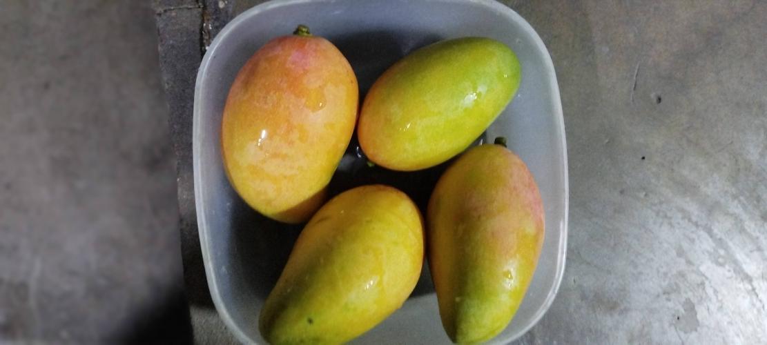 Mango 