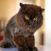 Posh Paws Grooming &amp; Pet Spa LLC