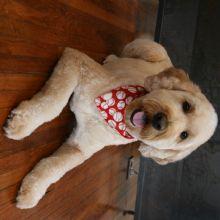 Posh Paws Grooming &amp; Pet Spa LLC