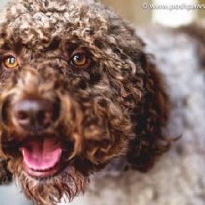 Posh Paws Grooming &amp; Pet Spa LLC