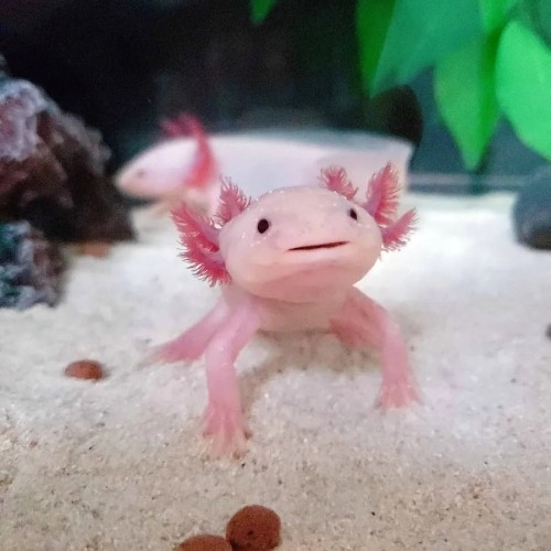 Is it Illegal to keep an Axolotl as a Pet, and is it Ethical?