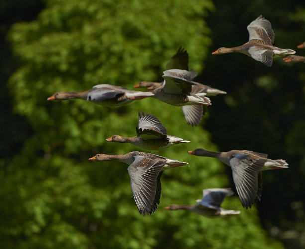Why Birds Fly in V Formation: The Smart Strategy Behind Their Flight