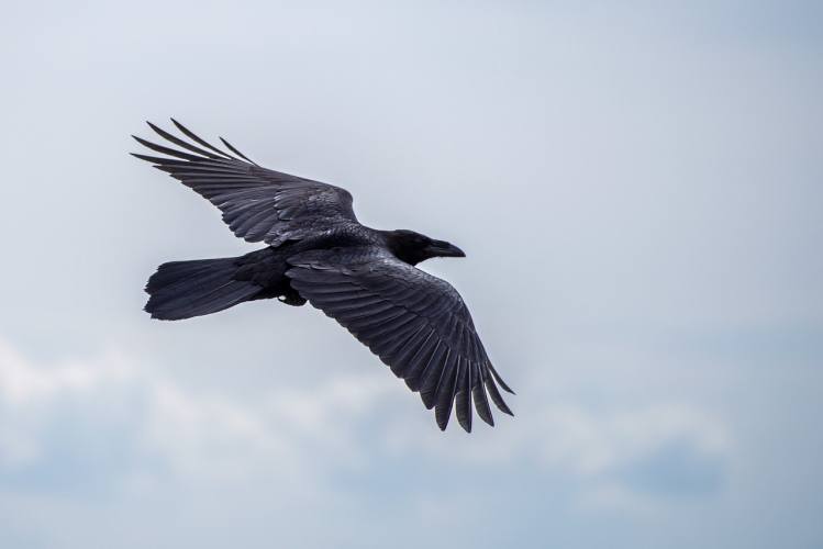 Crows and Superstitions: From Harms to Fortune Charms