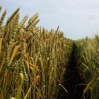 Davis Feed &amp; Farm Supply