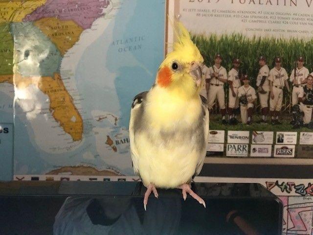 American Family Insurance - Kristine Wiseman Patzke Agency, LLC