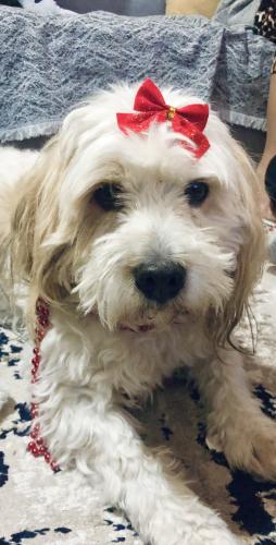 Bubi wishes you Merry Christmas 🎄🎁 