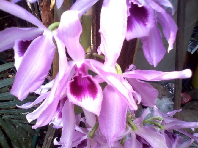 Orquidea de la abuela