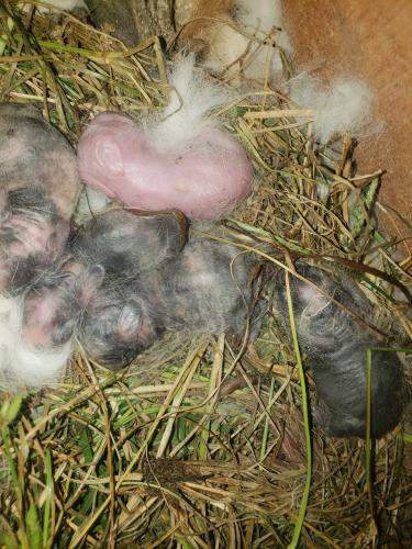 Five Baby Rabbit
