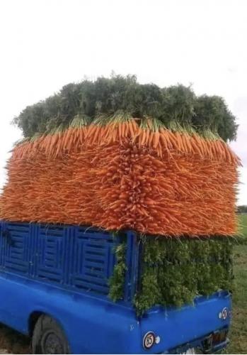 carrot van 