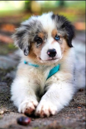 # puppies are so cute