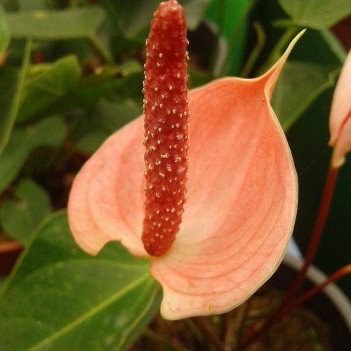 Flowers @peradeniya botanical garden