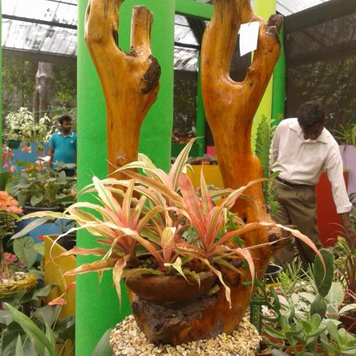 Flowers @peradeniya botanical garden