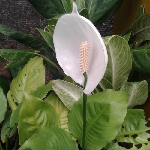 Flowers @peradeniya botanical garden