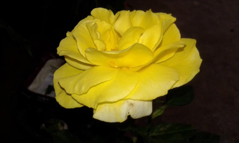#yellowrose
