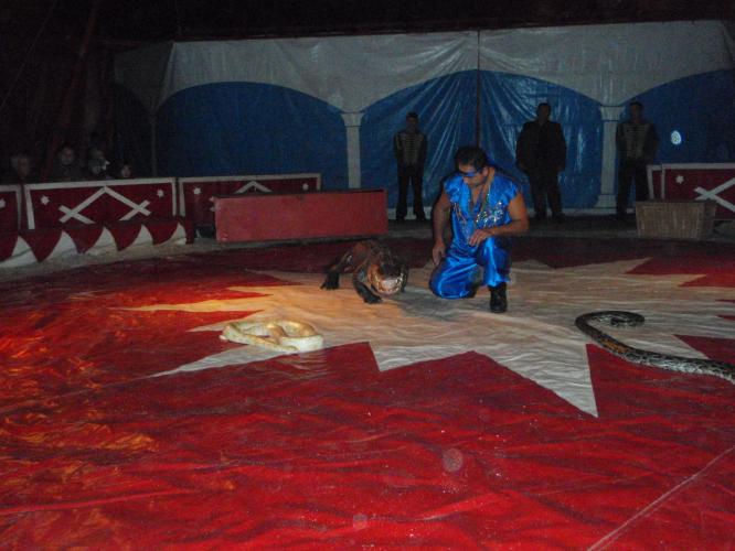 What do you think about animals at Circus? 