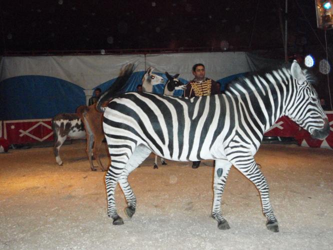 What do you think about animals at Circus? 