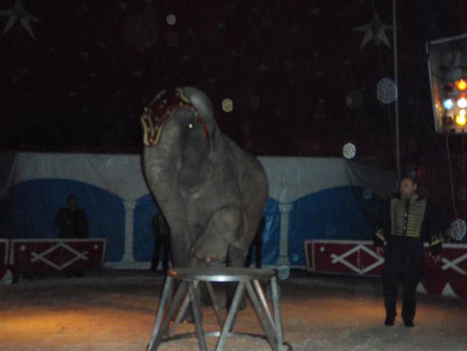 What do you think about animals at Circus? 