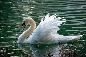 Swan is one of the most beautiful birds on Earth. 