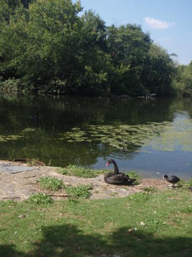 Swan is one of the most beautiful birds on Earth. 