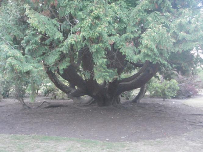 What species of tree is this?