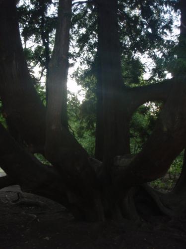 What species of tree is this?