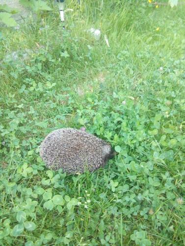 What I have found on my grandparents garden