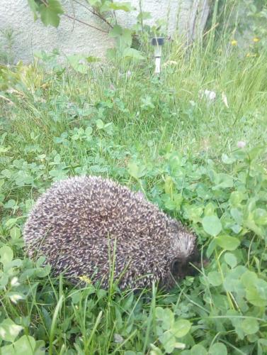 What I have found on my grandparents garden