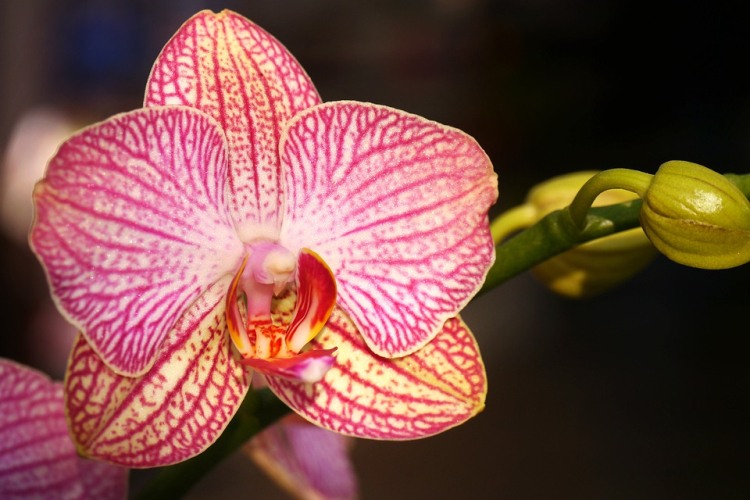 Az orchidea egy olyan virág amelyet még a férfiak is kedvelnek, ez az a növény amely a legkeresettebb napjainkban.