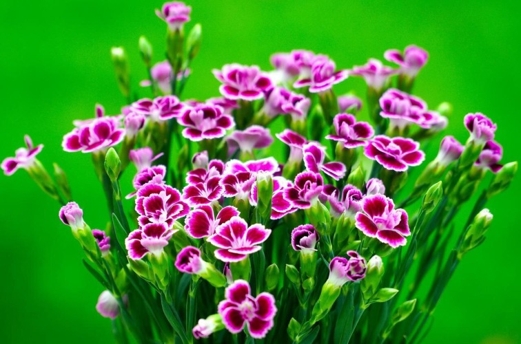 Szegfű (Dianthus). Egynyári növény Színe: rózsaszín, lila, illetve a rózsaszín és a fehér árnyalatai Magassága: a legtöbb 25-50 cm, de egyes fajták akár 90 cm magasak is lehetnek Mutatós virágai szegfűszeg illatúak Májustól augus