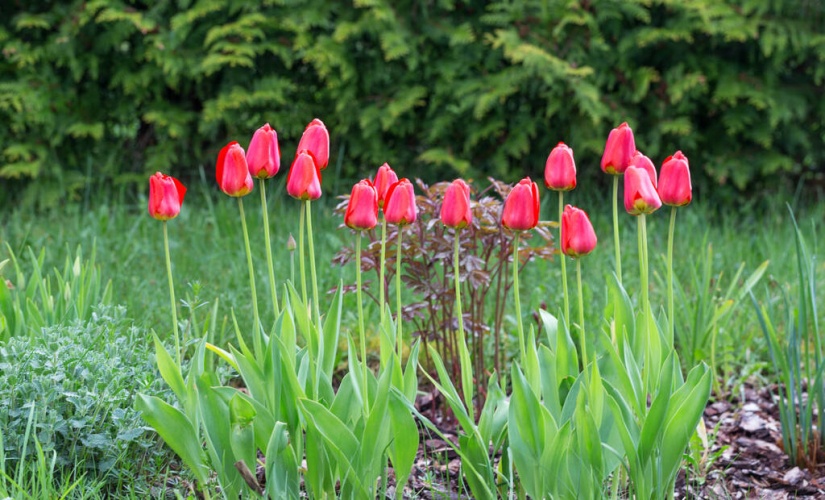 Csillogó vörös tulipán