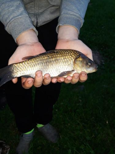 Hello my name is Arvis