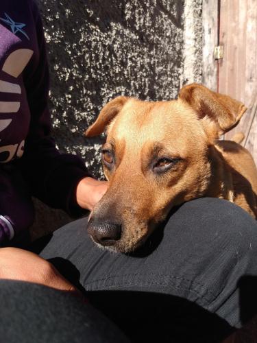 Cachorro caramelo, amo essa espécie que pode ser considerado uma raça, todos contém as mesmas características e carisma, eu tenho dois.