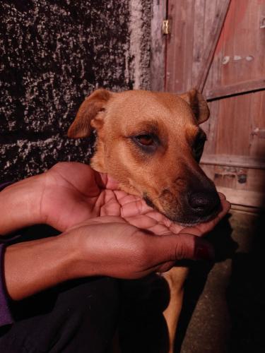 Só para quem ama os caramelos