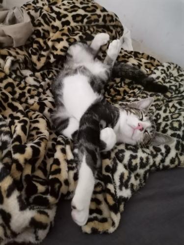 Born to be served... 