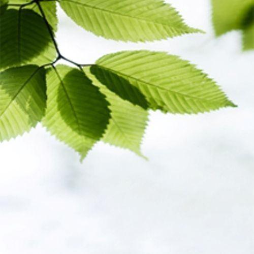 Iris Restoration Carpet and Window Care