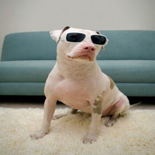 Iris Restoration Carpet and Window Care