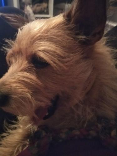 Hello. What's up guys? What you do?? I have little fun with my dog and nie i watch Suite Life on Disney +. Somebody want join to US? 😁 Come on guys :D