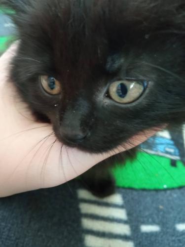 Hello, my name is Andrew and I'm 18 years old, I live in Lithuania. Probably 2 of my favourite things are gaming, meeting up with friends. Currently learning programing language's java and C++. I have 2cats one in photo. 