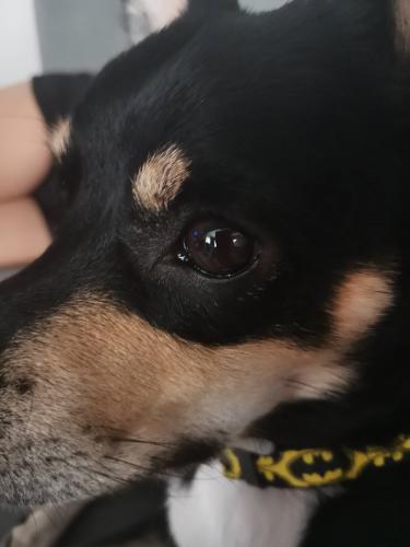 Hi everyone my name is Opie 