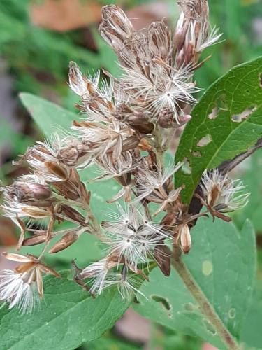 Herfst Tilburg, Goirle, Hilvarenbeek