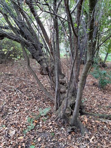 Herfst Tilburg, Goirle, Hilvarenbeek
