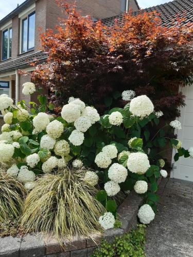 Bloemen challenge dag 1