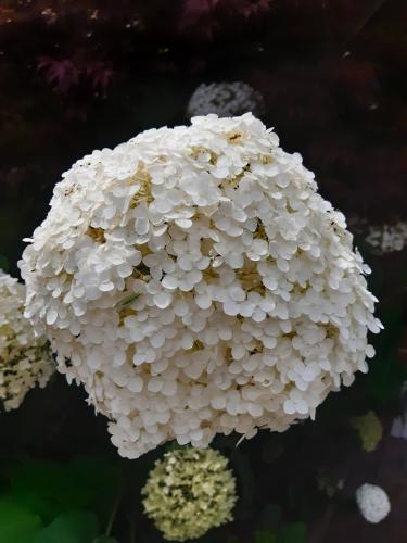 Bloemen challenge dag 1